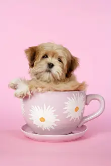Cups: DOG - Lhasa Apso - 12 week old puppy in tea cup