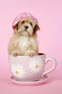 Cups: DOG - Lhasa Apso - 12 week old puppy in tea cup