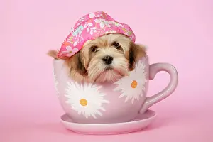 Cups: DOG - Lhasa Apso - 12 week old puppy in tea cup wearing hat