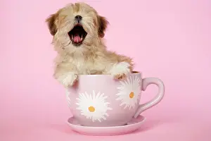 Cups: DOG - Lhasa Apso - 12 week old puppy in tea cup yawning