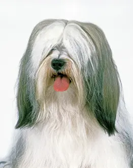 Moustache: Dog - Lhasa Apso