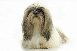 Beards: Dog - Lhasa Apso