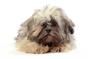 Lhasa: Dog Lhasa Apso