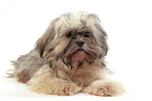 Lhasa: Dog Lhasa Apso