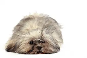 Lhasa: Dog Lhasa Apso