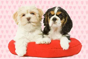 Apsos: Dog - Lhasa Apso & Cavalier King Charles Spaniel