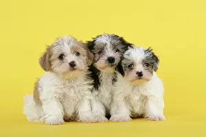 Utlity: Dog. Lhasa Apso cross puppies (7 weeks old)