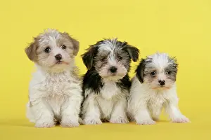 Utlity: Dog. Lhasa Apso cross puppies (7 weeks old)