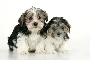 Utlity: Dog. Lhasa Apso cross puppies (7 weeks old)