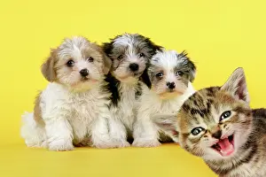 Lhasa: Dog Lhasa Apso cross puppies (7 weeks old)