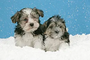 Utlity: Dog. Lhasa Apso cross puppies (7 weeks old) in snow