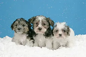 Utlity: Dog. Lhasa Apso cross puppies (7 weeks old) in snow