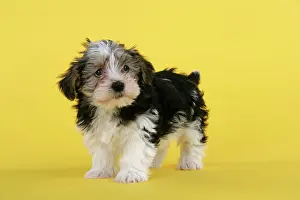 Utlity: Dog. Lhasa Apso cross puppy (7 weeks old)