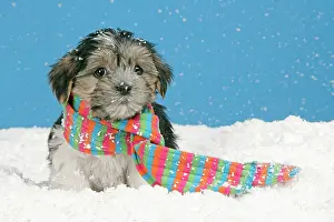 Utlity: Dog. Lhasa Apso cross puppy (7 weeks old) with