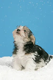Utlity: Dog. Lhasa Apso cross puppy (7 weeks old)