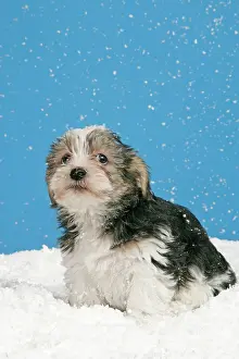 Utlity: Dog. Lhasa Apso cross puppy (7 weeks old)