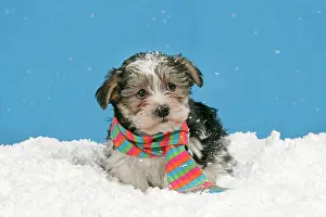 Utlity: Dog. Lhasa Apso cross puppy (7 weeks old) with