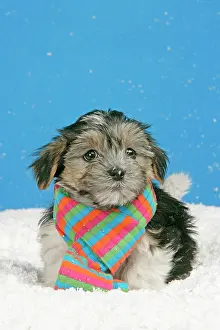 Utlity: Dog. Lhasa Apso cross puppy (7 weeks old) with