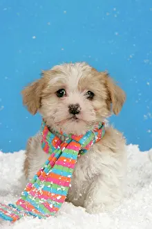 Utlity: Dog. Lhasa Apso cross puppy (7 weeks old) with