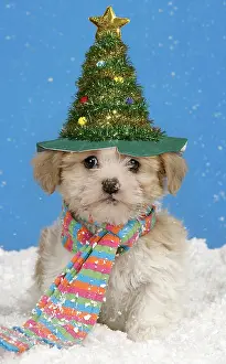 Scarf: Dog. Lhasa Apso cross puppy (7 weeks old) with