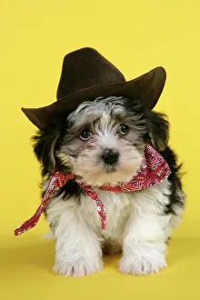 Outfit: Dog. Lhasa Apso cross puppy (7 weeks old) in cowboy outfit
