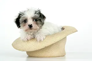 Utlity: Dog. Lhasa Apso cross puppy (7 weeks old) in hat