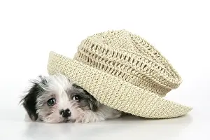 Utlity: Dog. Lhasa Apso cross puppy (7 weeks old) under hat