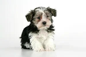 Utlity: Dog. Lhasa Apso cross puppy (7 weeks old) sitting down