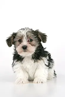 Utlity: Dog. Lhasa Apso cross puppy (7 weeks old) sitting down