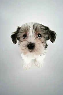 Apsos: Dog. Lhasa Apso cross puppy (7 weeks old) sitting