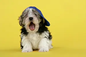 Utlity: Dog. Lhasa Apso cross puppy (7 weeks old) wearing