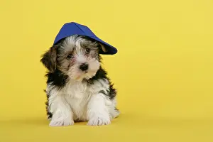 Utlity: Dog. Lhasa Apso cross puppy (7 weeks old) wearing blue cap