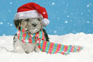 Scarf: Dog. Lhasa Apso cross puppy wearing scarf and red Christmas