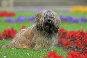 Lhasa: Dog, Lhasa Apso, flower meadow, Arnsberg, North