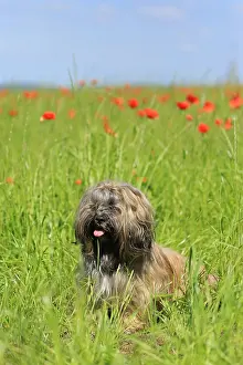Lhasa: Dog, Lhasa Apso, flower meadow, Arnsberg, North