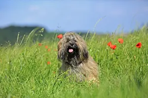 Lhasa: Dog, Lhasa Apso, flower meadow, Arnsberg, North