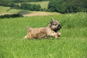 Lhasa: Dog, Lhasa Apso, flower meadow, running, Arnsberg
