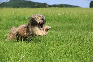 Lhasa: Dog, Lhasa Apso, flower meadow, running, Arnsberg