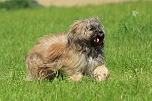 Lhasa: Dog, Lhasa Apso, flower meadow, running, Arnsberg