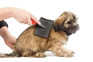 Groomed: Dog - Lhasa Apso being groomed in studio