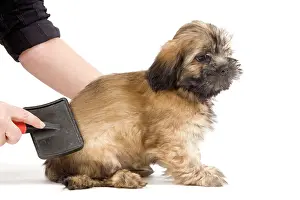 Groomed: Dog - Lhasa Apso being groomed in studio