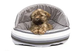 Cosy: Dog - Lhasa Apso - puppy - in bedding
