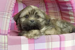 Cosy: Dog - Lhasa Apso - puppy - in bedding