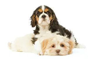 Apsos: Dog - Lhasa Apso puppy with Cavalier King Charles