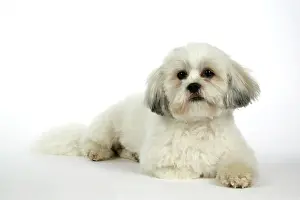 Utlity: DOG - Lhasa Apso, in puppy cut, lying down