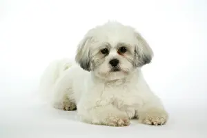 Utlity: DOG - Lhasa Apso, in puppy cut, lying down