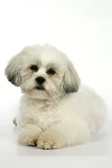 Utlity: DOG - Lhasa Apso, in puppy cut, lying down