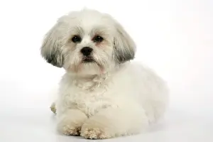 Utlity: DOG - Lhasa Apso, in puppy cut, lying down