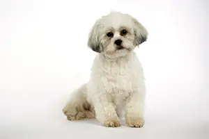 Utlity: DOG - Lhasa Apso, in puppy cut, sitting down