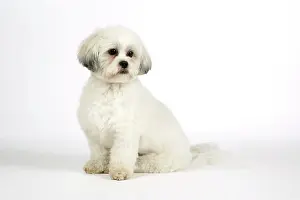 Utlity: DOG - Lhasa Apso, in puppy cut, sitting